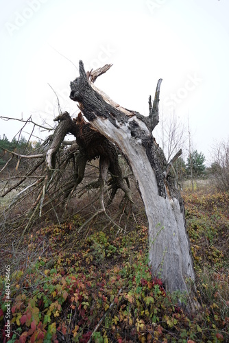 tree in the forest