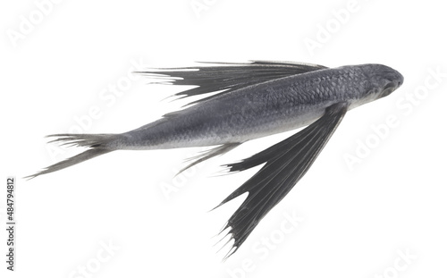 Fresh flying fish isolated on white