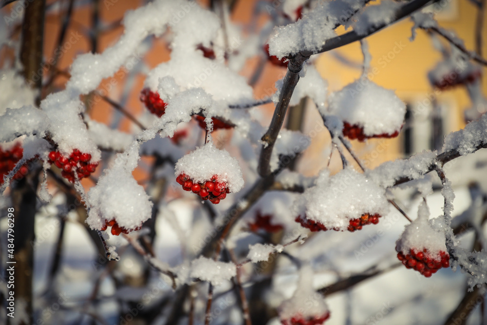Rowan under the snow in cold winter close-up Rowan under the snow in cold winter close-up