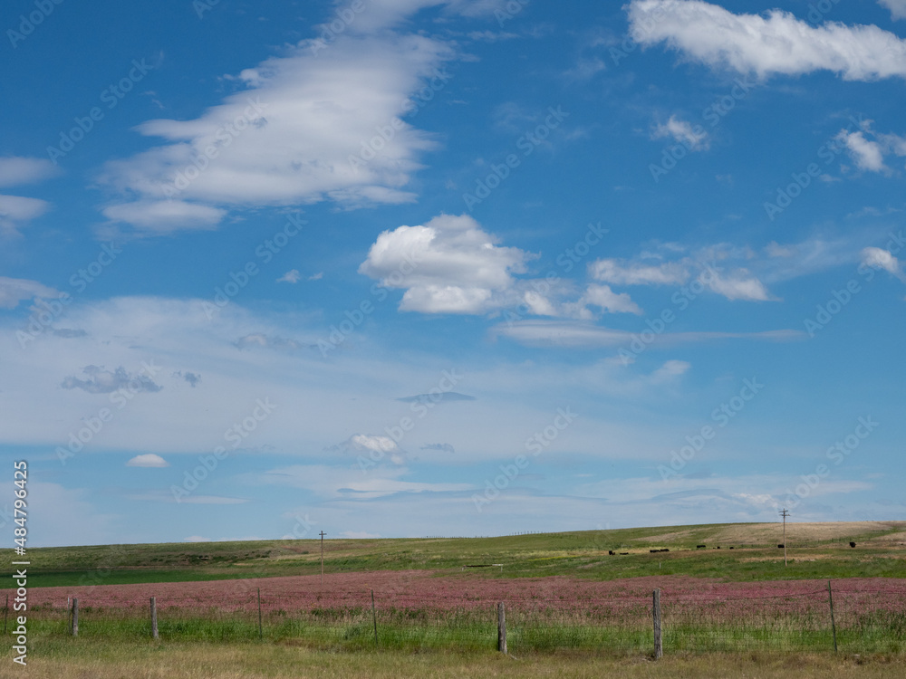 Field with Sainfoin with Pink Flowers in Rural Montana