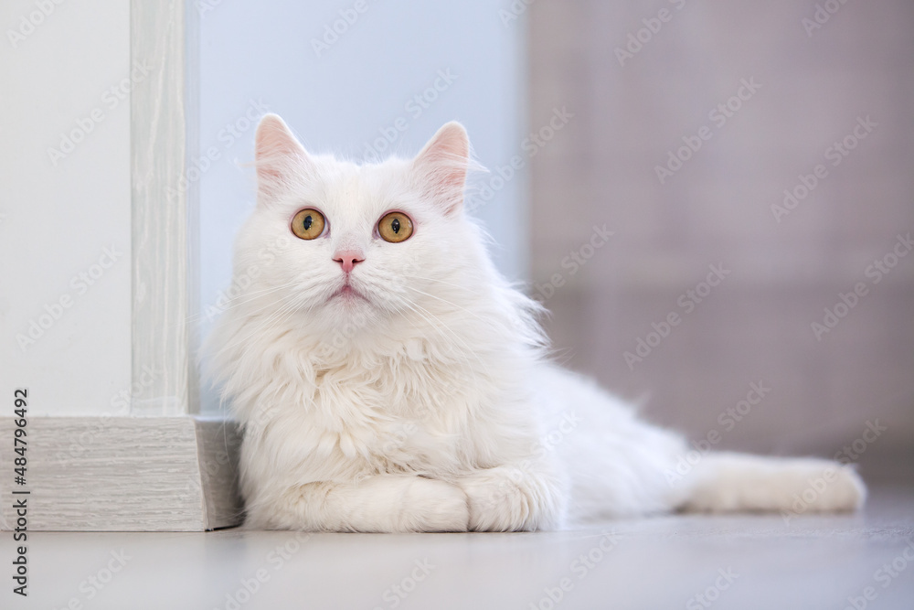 Obraz premium Lying white cat close-up