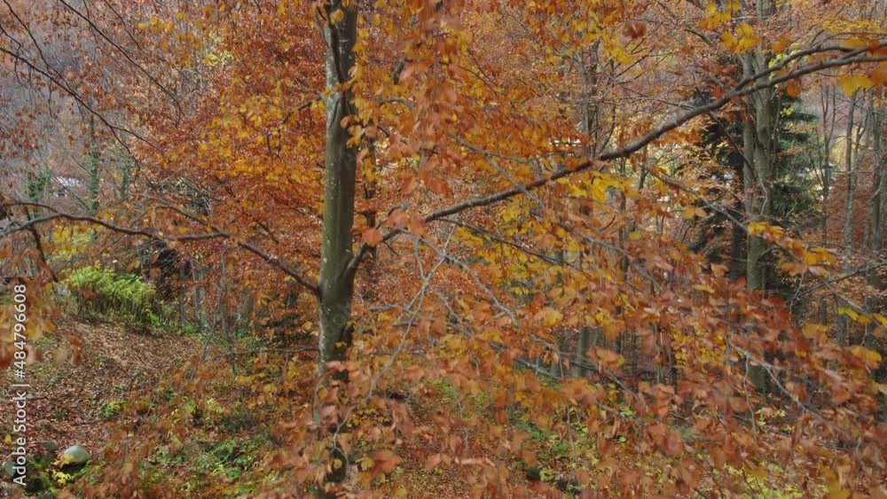 Autumn forest trees yellow and red foliage, woodland aerial view in fall season, natural colorful park Autumn forest trees yellow and red foliage, woodland aerial view in fall season, natural colorful park