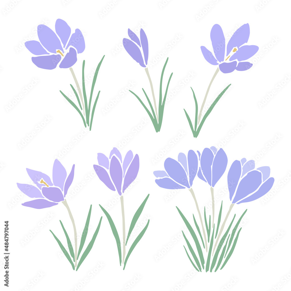 Spring crocus flowers Spring crocus flowers