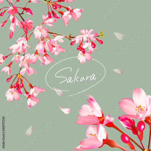 和風なカンヒザクラのイラスト