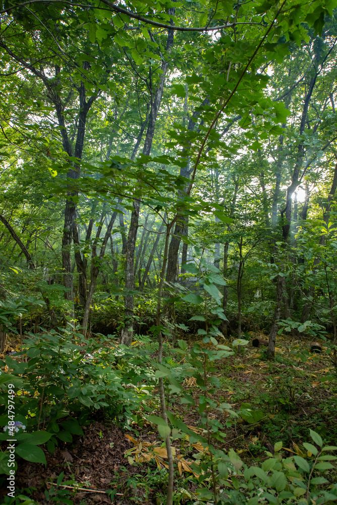 那須高原と木漏れ日