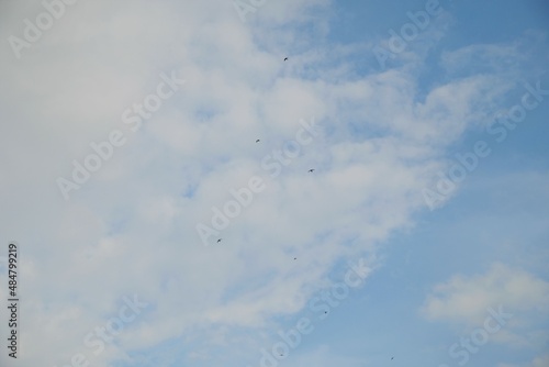 Beautiful white cloud and blue sky in Dili, Timor Leste. Birds flying over a heavenly blue sky © renipurnama