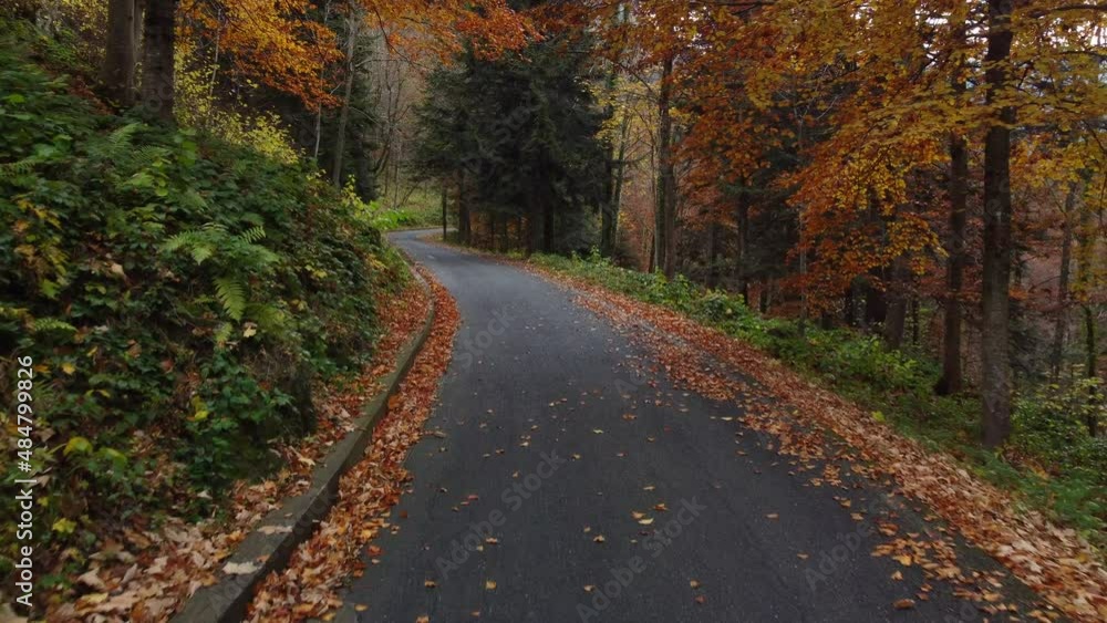 Autumn road in mountain forest, yellow and red foliage trees Autumn road in mountain forest, yellow and red foliage trees