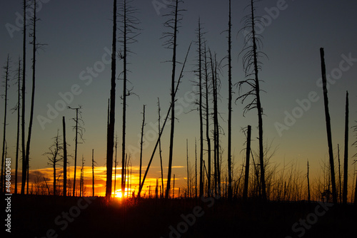 sunset through burn scar trees