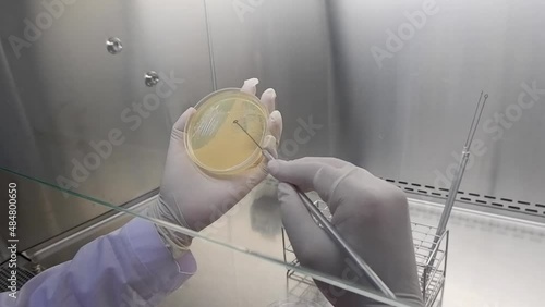 Close up shot of bacteriologist's hand make a bacteria line in a media plate or petri dish, bacteriologist laboratory. photo