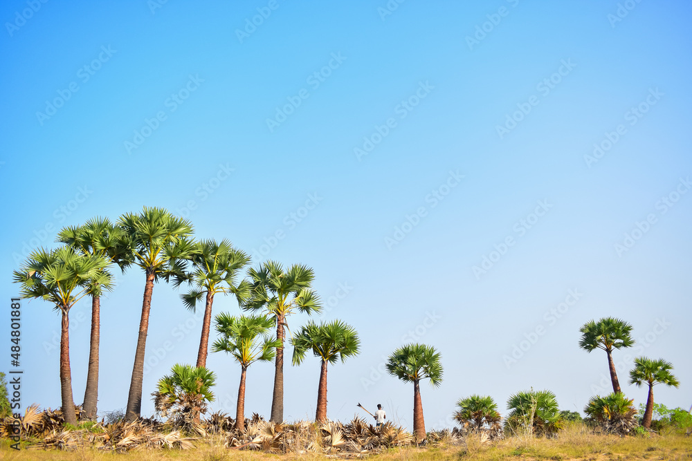 Fototapeta premium Beautiful view of cleaned and pruned palm trees against the plain sky background. The bases of the old leaves collected from it are used to make handicrafts.