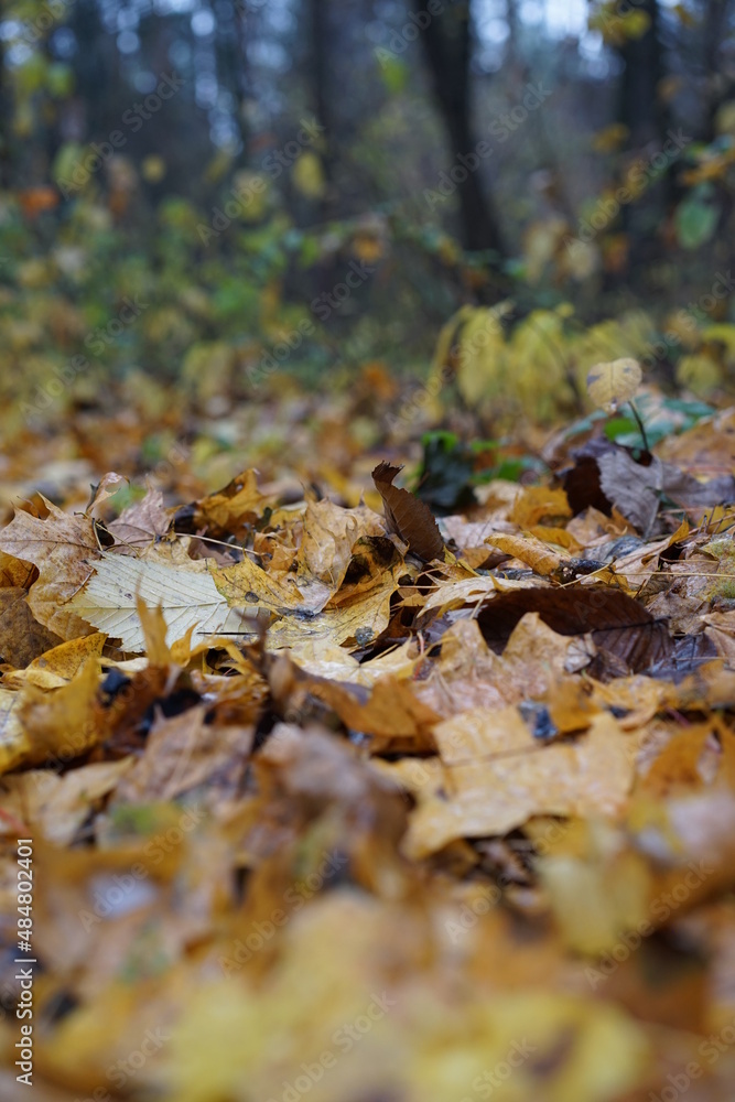 autumn leaves in the forest autumn leaves in the forest