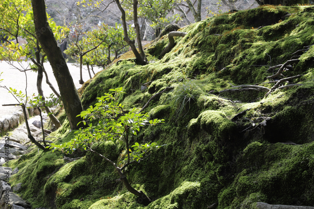 moss on the tree moss on the tree