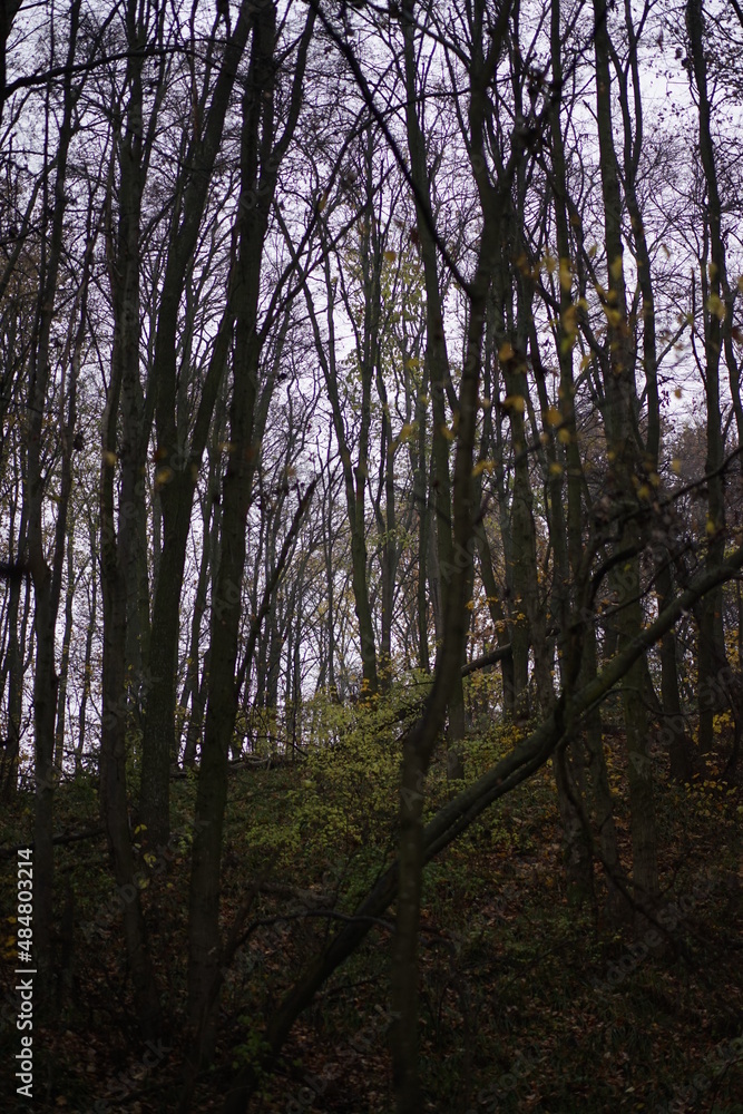 Fototapeta premium trees in the forest