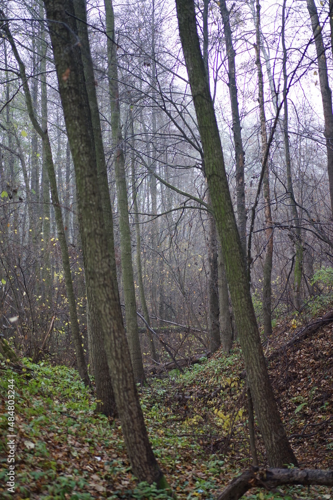 Obraz premium autumn in the woods