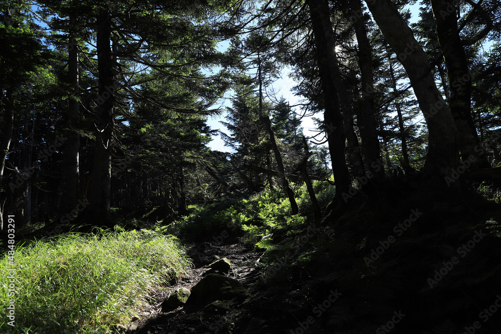 Fototapeta premium path in the forest