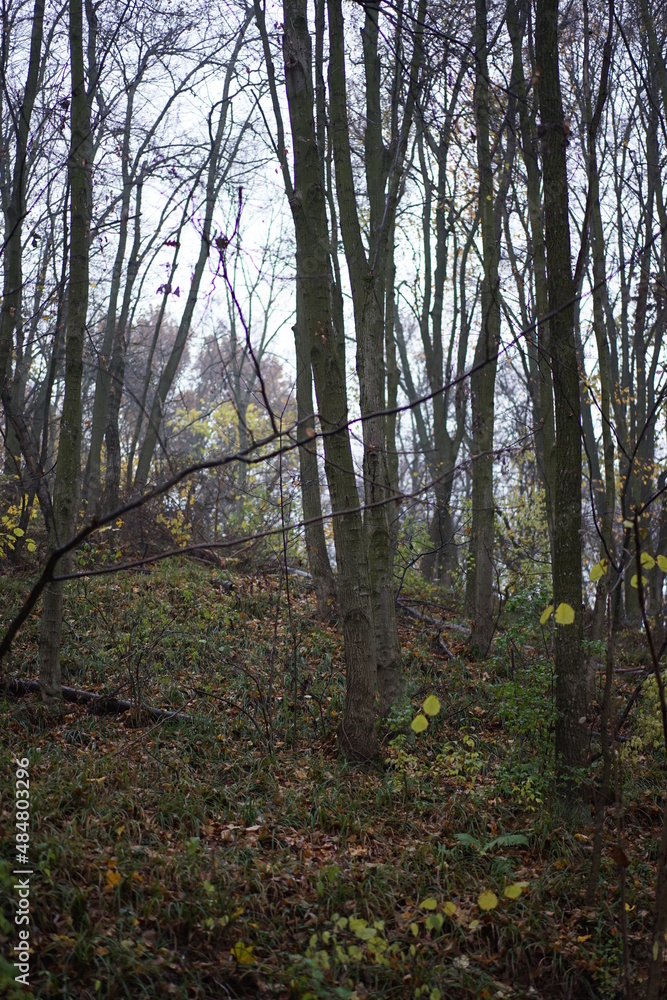 Obraz premium forest in the morning