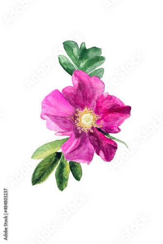 Watercolor drawing of rosehip flowers with green leaves on white background.