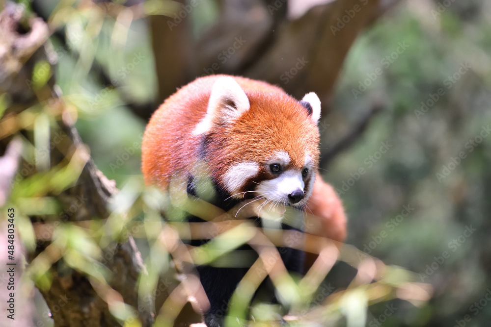 Naklejka premium 木の上のレッサーパンダ