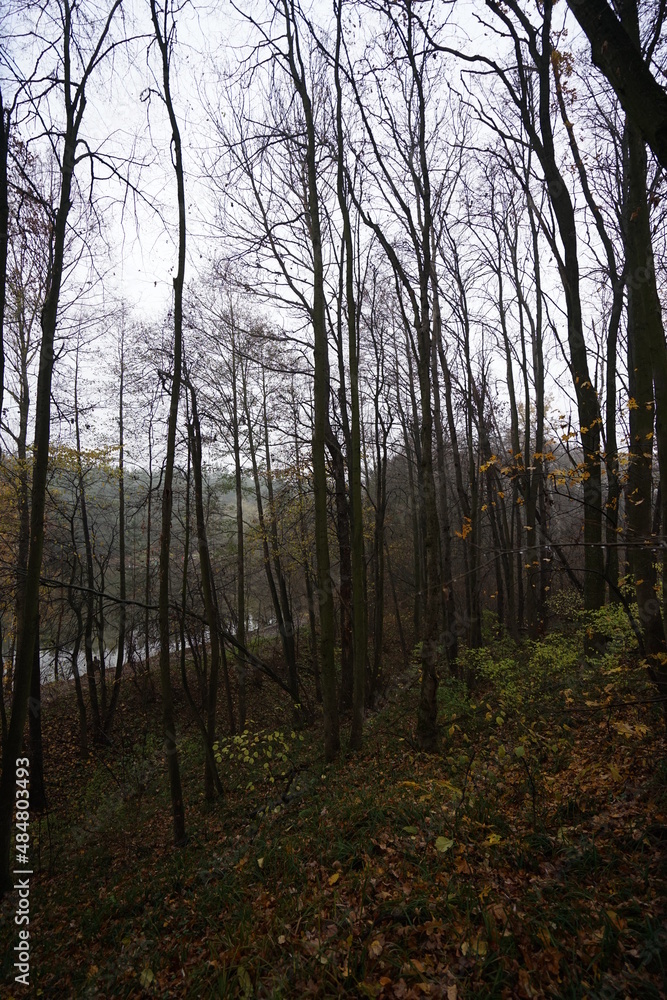 forest in autumn forest in autumn