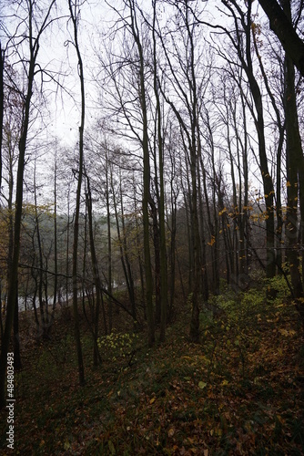 forest in autumn