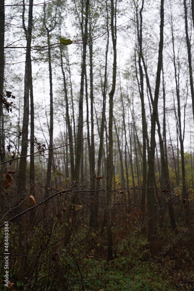 Fototapeta premium trees in the forest