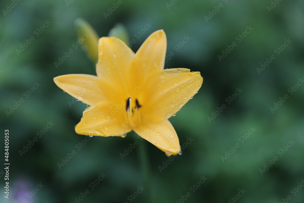 Fototapeta premium yellow daffodil flower