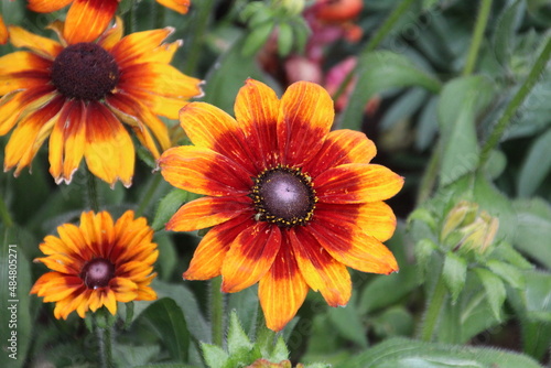 orange flower in the garden