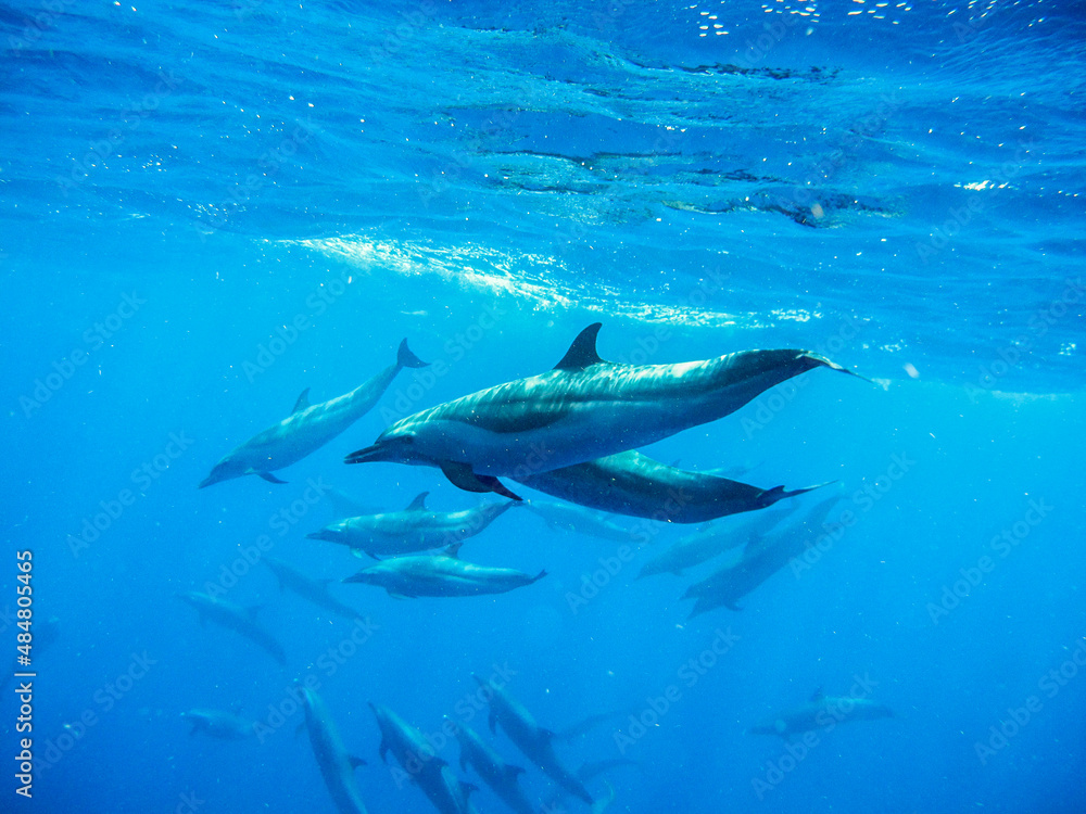 Obraz premium Herd of dolphins in the ocean with blue tone