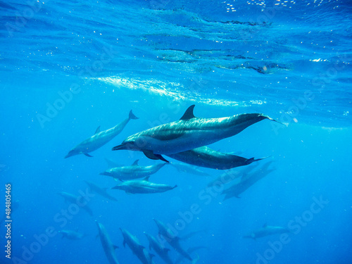 Herd of dolphins in the ocean with blue tone