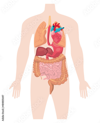 body organs design