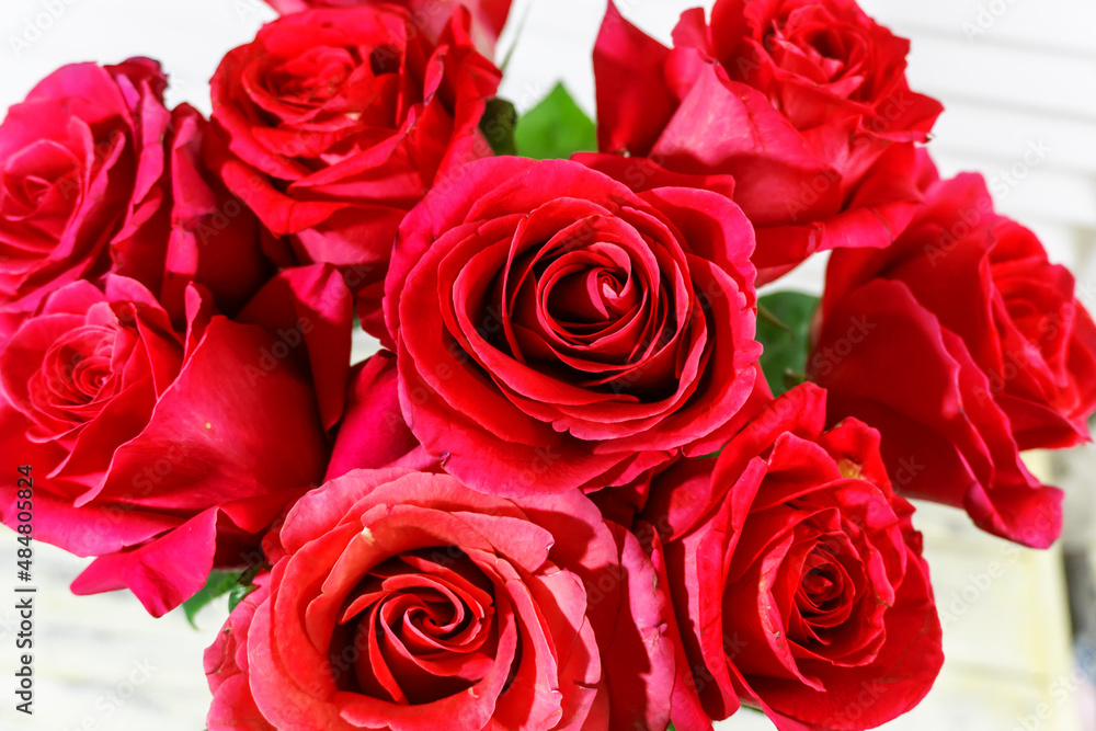 photo red, pink, purple roses photo red, pink, purple roses