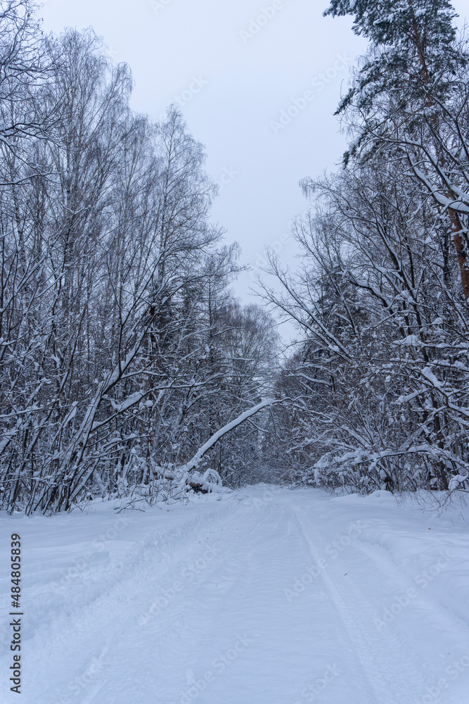 Obraz premium photo of forest in winter in snow