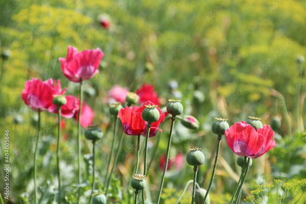Obraz premium field of red poppies
