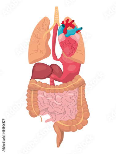 Human organs design