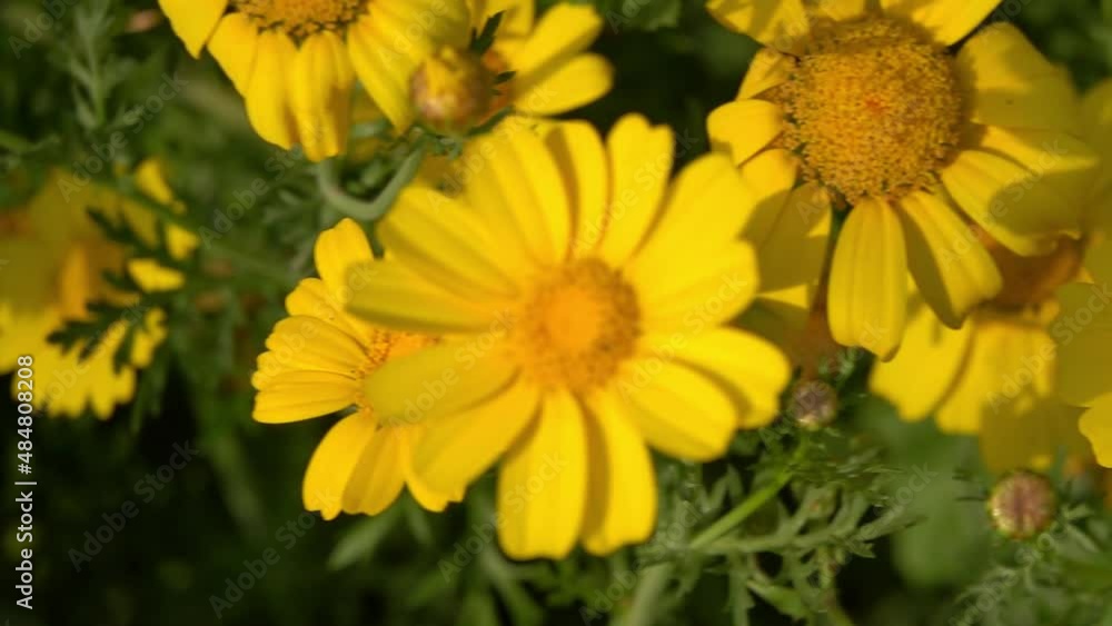 Dandelions moving in the wind
Slow motion shot from israel
Dandelions moving in the wind
Slow motion shot from israel