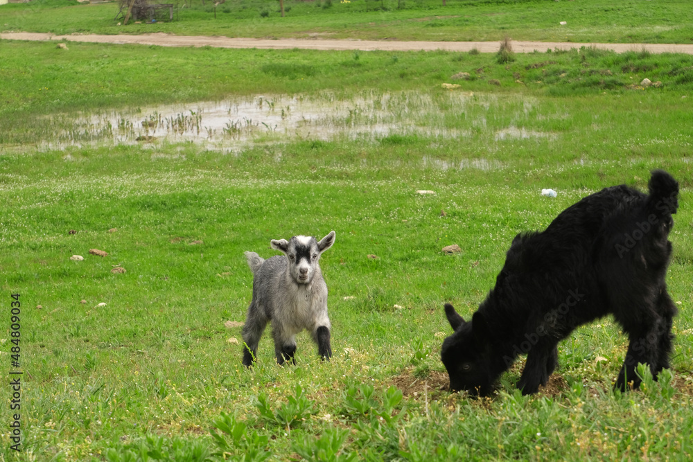 Cute little goats graze in the pasture Cute little goats graze in the pasture