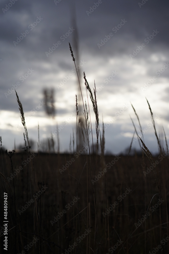 Obraz premium sunset in the field