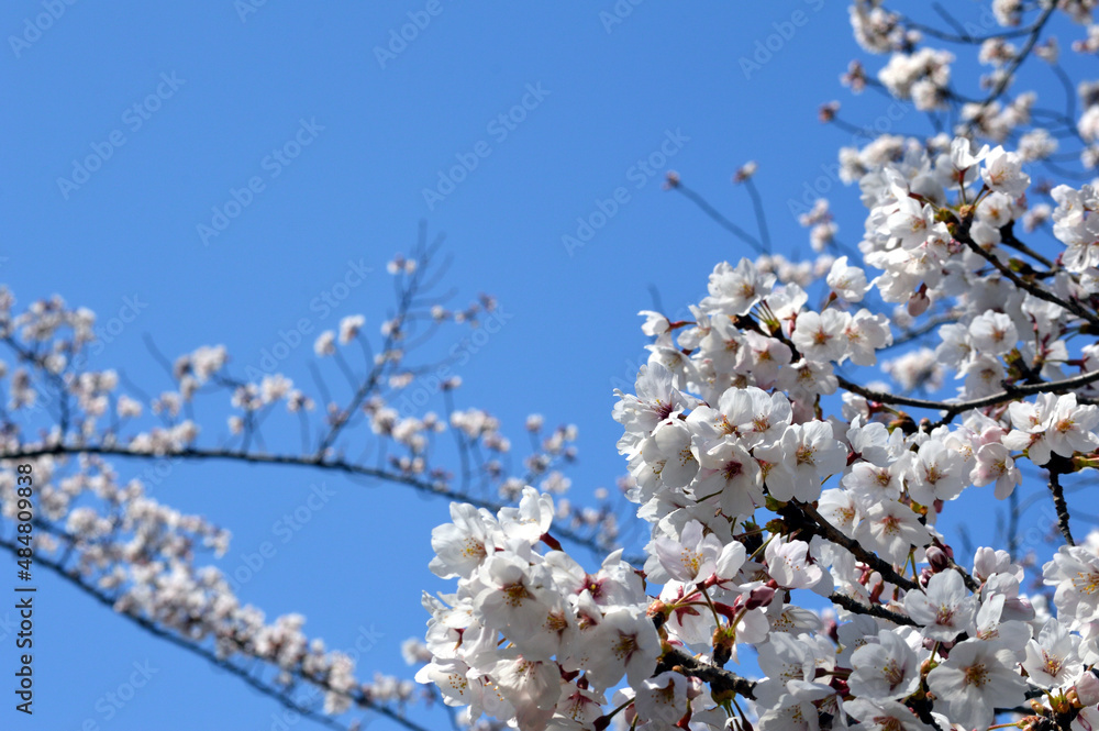 On a sunny day in spring, Cherry blossoms bloom against the blue sky.