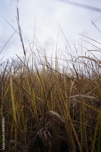 grass in the wind