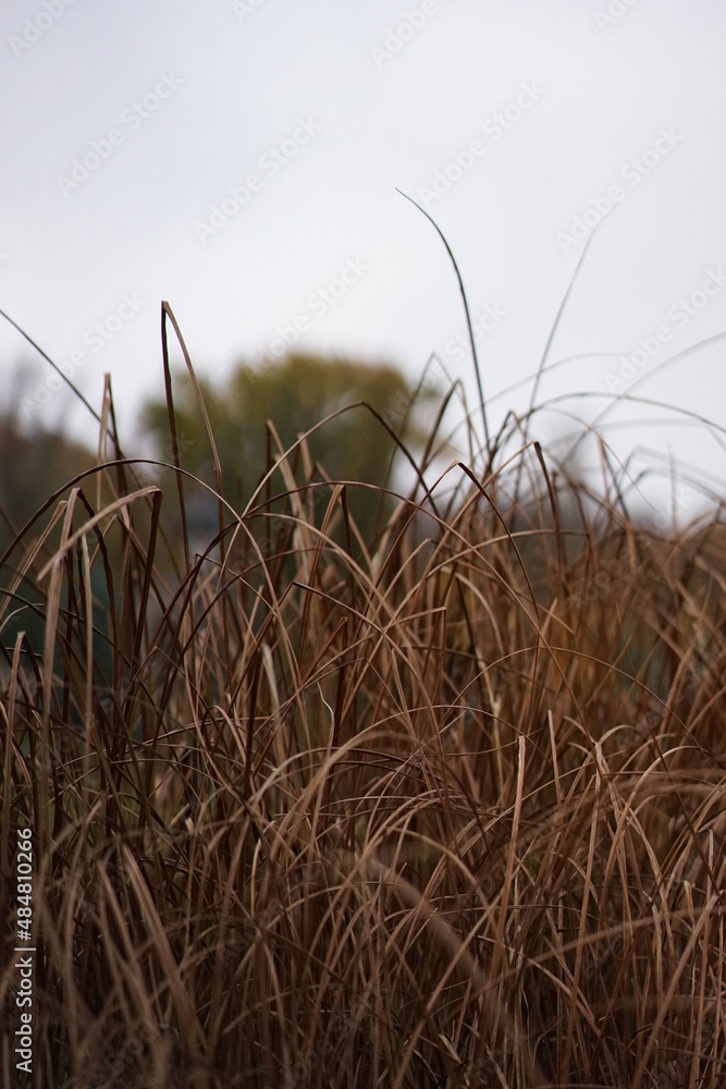 Obraz premium reeds in the wind