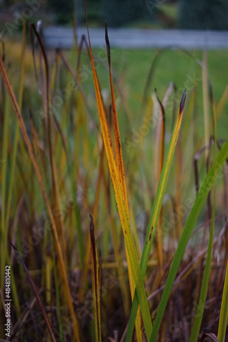 reeds in the water