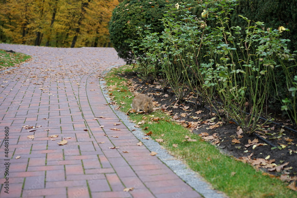 path in the garden path in the garden