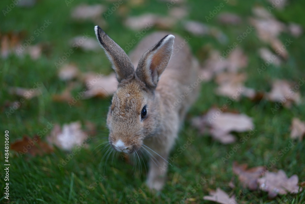 Fototapeta premium rabbit in the grass
