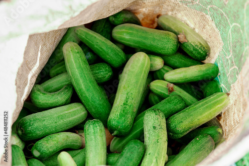fresh cucumbers in a bag