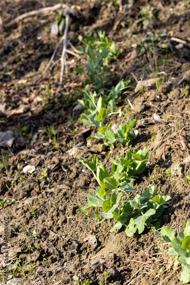 Peas plants growing in the fields Peas plants growing in the fields