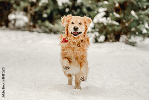 Golden retriever dog in winter time