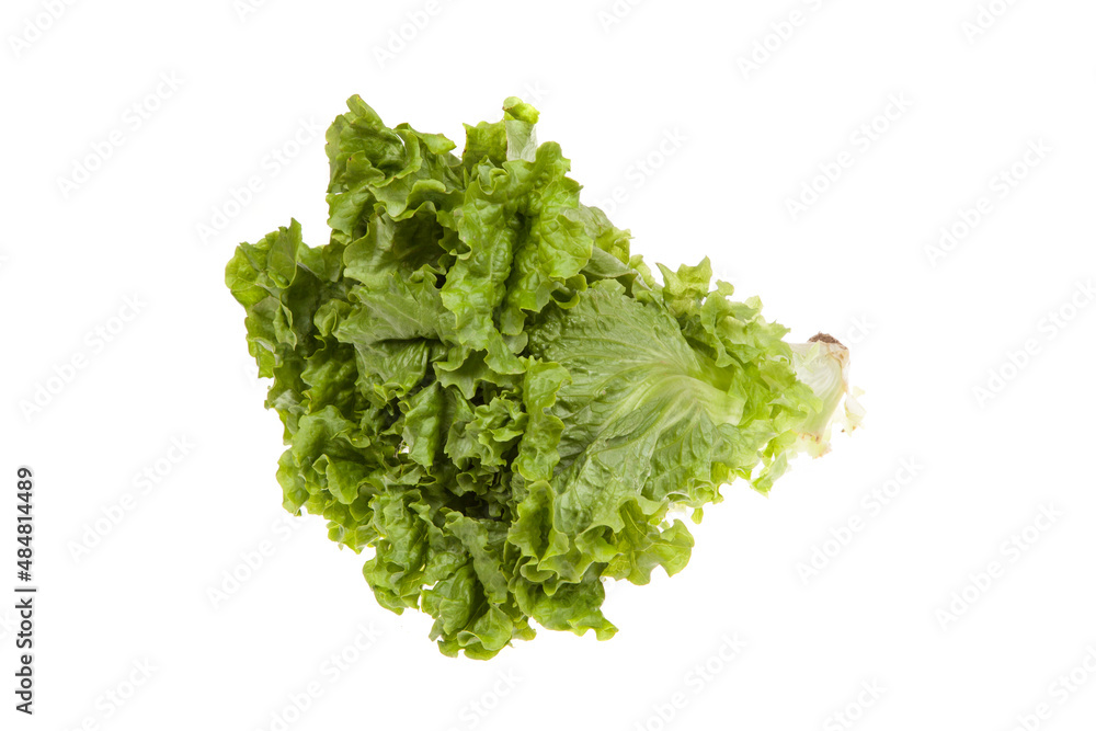 Fresh green salad vegetable, isolated on white. lettuce Fresh green salad vegetable, isolated on white. lettuce