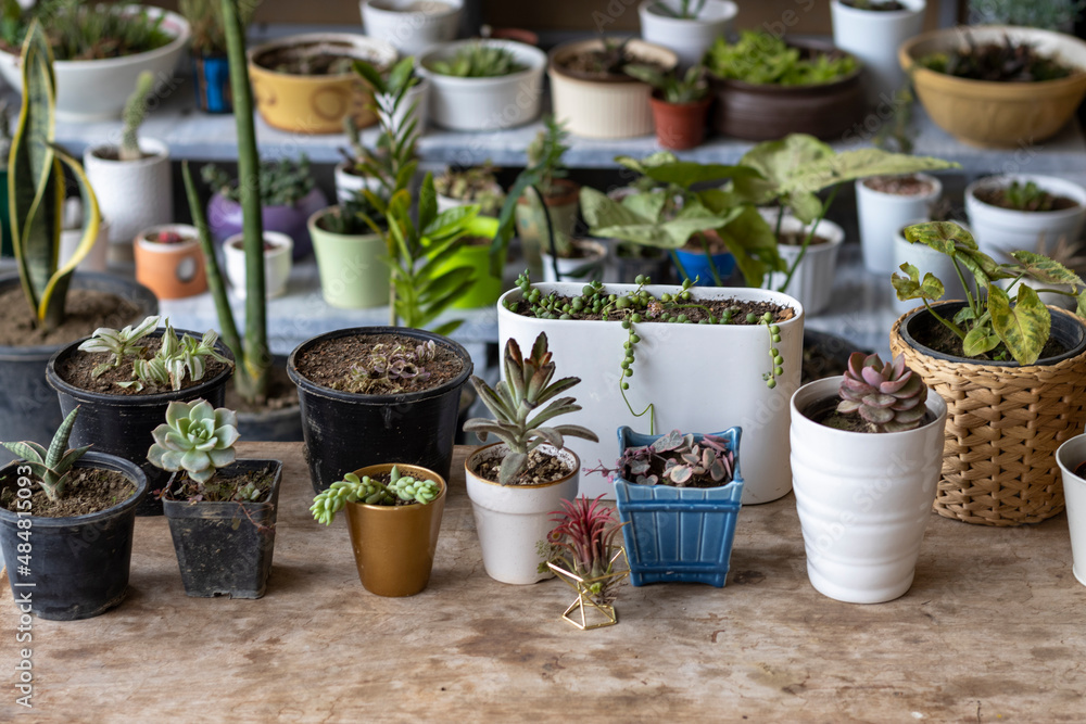 Succulents and cactus garden with copy space Succulents and cactus garden with copy space