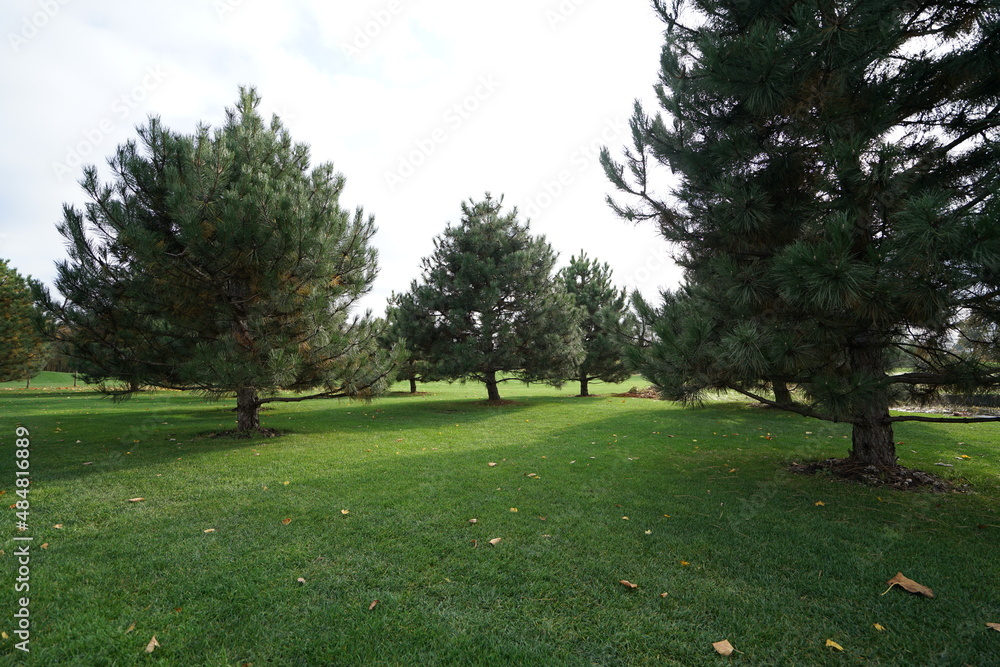 trees in the park trees in the park
