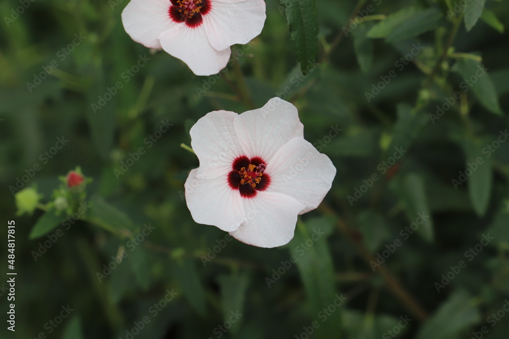 Obraz premium 日本の秋の公園に咲く白いタカサゴフヨウの花